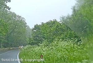 Viterbo - Erba alta sulla Cassia Cimina