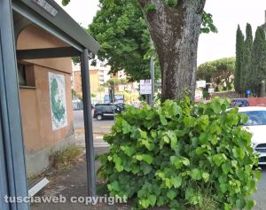 Viterbo - Pianta gigantesca a ridosso della fermata dell'autobus in via Armando Diaz