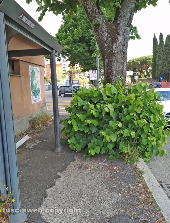 Viterbo - Pianta gigantesca a ridosso della fermata dell'autobus in via Armando Diaz