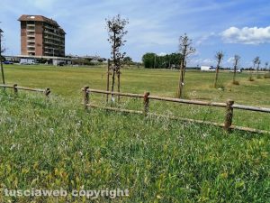 Tarquinia - Erba alta e piante cresciute a dismisura in via Agricola
