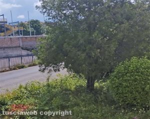 Viterbo - Erba alta in via Beato Domenico della Madre di Dio