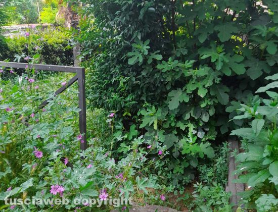Viterbo - I giardini di palazzo dei Priori nel degrado e abbandonati