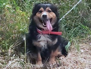 Il cagnolino Lampone