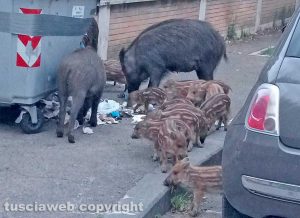 Viterbo - Cinghiali in via Treviso