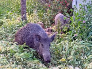 Viterbo - Cinghiali in via Genova nascosti tra l'erba