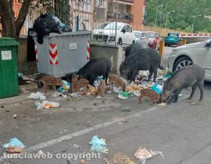 Viterbo - Cinghiali in via Treviso