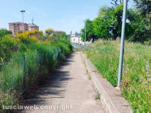 Viterbo - Erbaccia alta sul ponte che va dal Pilastro all'Ipercoop