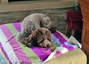 La cagnolina Macchia