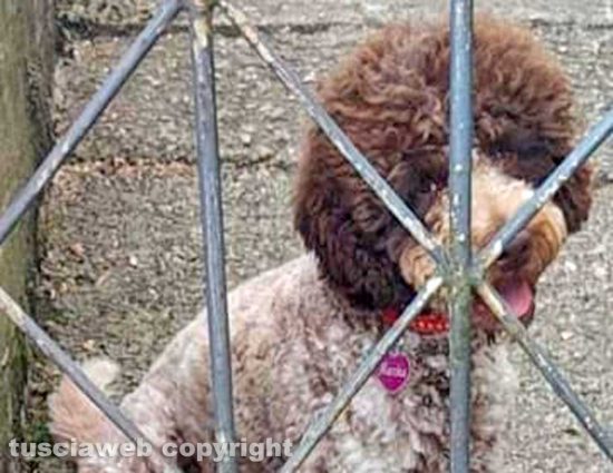 La cagnolina Macchia