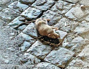 Viterbo - I ratti morti in centro storico