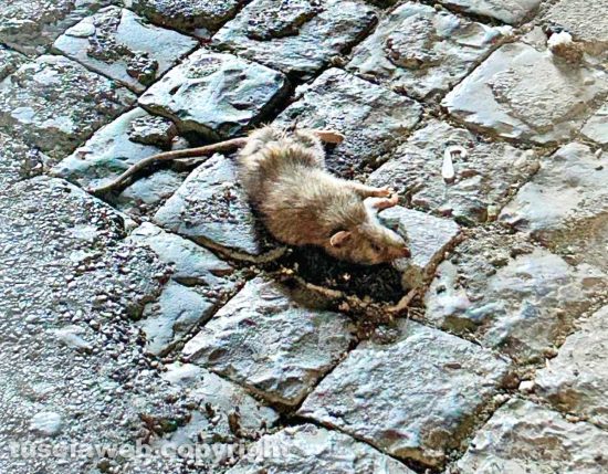 Viterbo - I ratti morti in centro storico