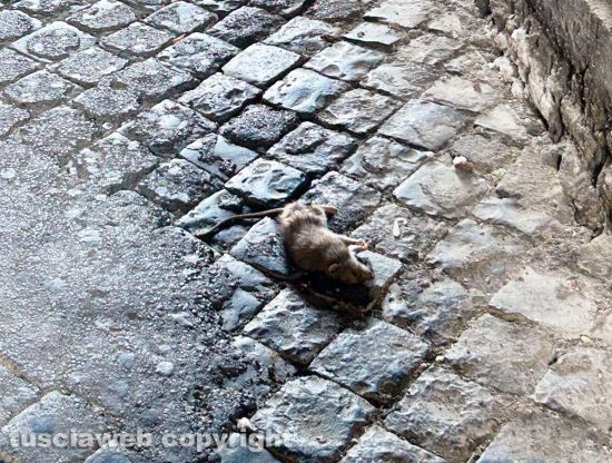 Viterbo - I ratti morti in centro storico