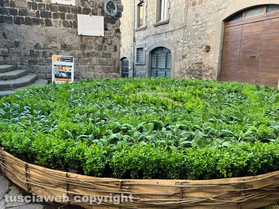 Viterbo - San Pellegrino in fiore 2024, piazza Scacciaricci