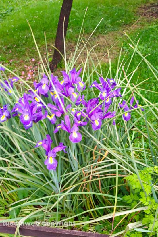 Iris in fiore