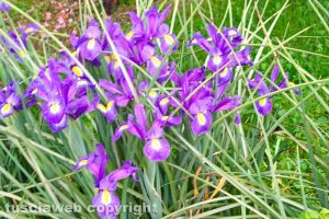 Iris in fiore