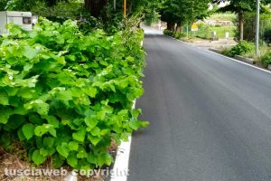 Viterbo - Le erbacce in via Santa Maria della Grotticella