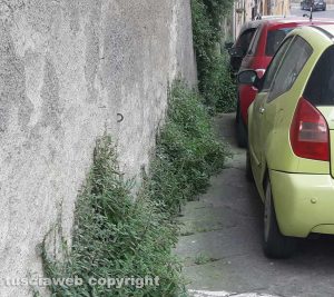 Viterbo - Erbacce in via Santa Rosa