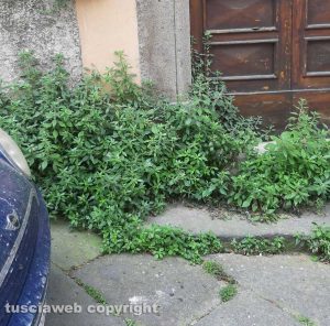 Viterbo - Erbacce in via Santa Rosa