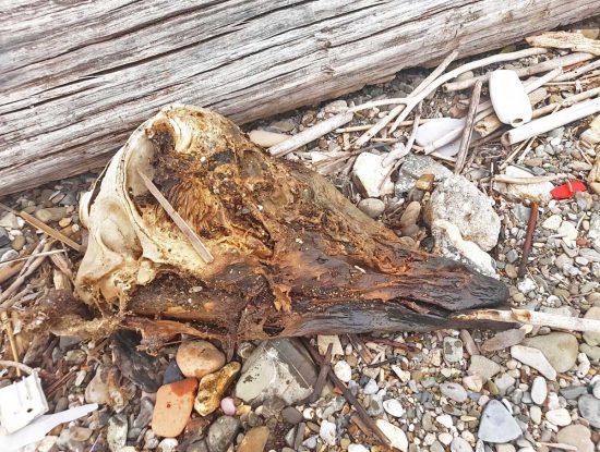 Civitavecchia - I resti della testa di un delfino