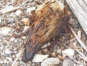 Civitavecchia - I resti della testa di un delfino