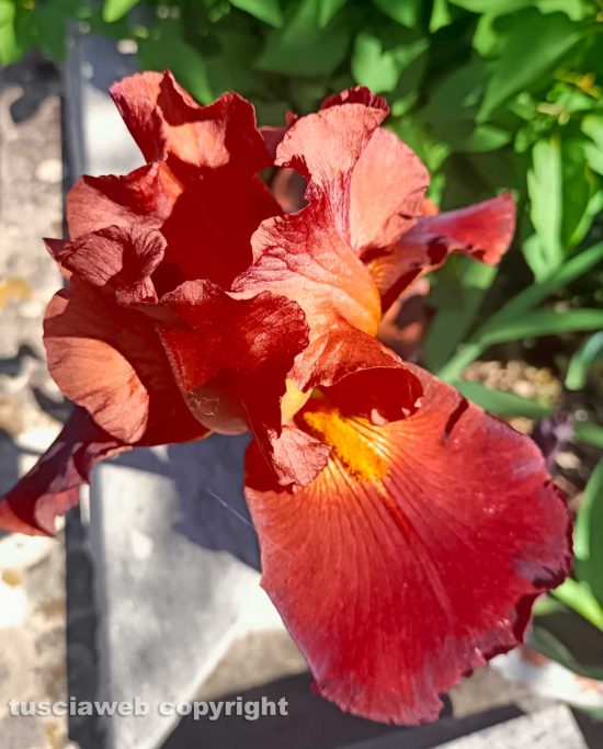 Iris