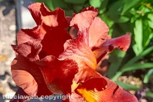 Iris