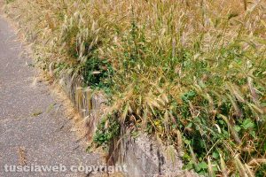 Viterbo - Erbacce a Santa Maria dell'Elce