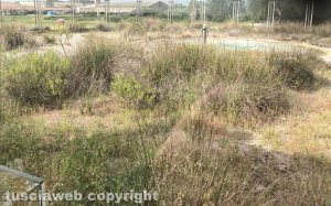 Viterbo - Erba alta al Bullicame