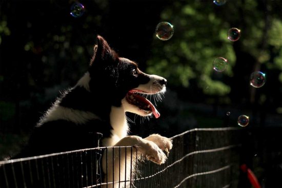 Un cane