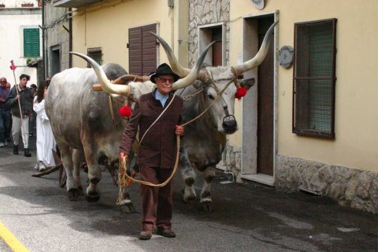 Latera - La festa di Sant'Isidoro agricoltore