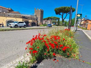 Viterbo - Fiori e erbacce sul marciapiede