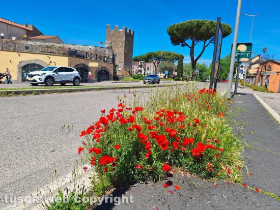 Viterbo - Fiori e erbacce sul marciapiede
