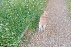 Viterbo - Erba alta ai giardinetti di via del Paradiso