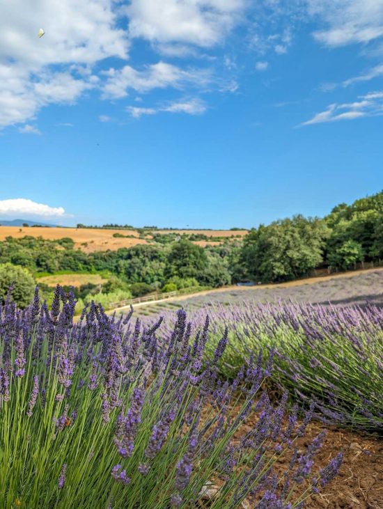 Tuscania - La festa della Lavanda