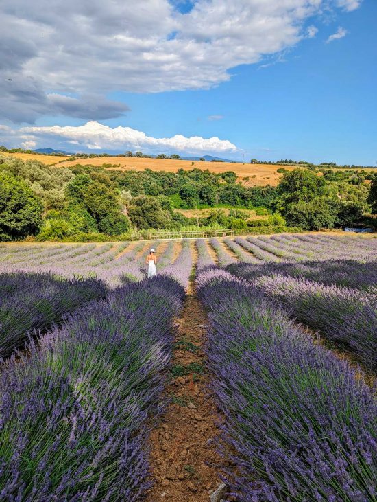 Tuscania - La festa della Lavanda