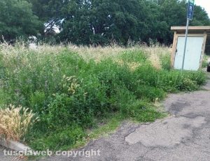 Viterbo - Erba alta in via della Mazzetta