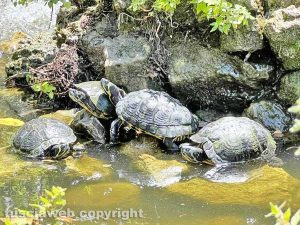 Viterbo - Pratogiardino Lucio Battisti - Le tartarughe esotiche del laghetto di Anna