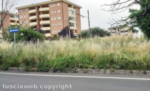 Erba alta a Viterbo