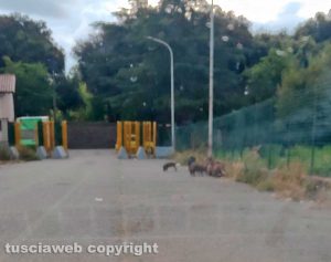 Viterbo - Cinghiali in strada
