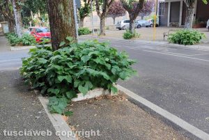 Viterbo - Cespugli in viale Bruno Buozzi