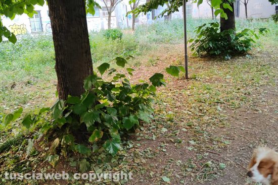 Viterbo - Erba alta nel giardino tra via Buozzi e via Scriattoli
