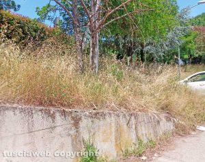 Civita Castellana - Erba incolta in via Rio Mozzo
