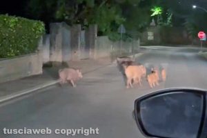 Viterbo - Cinghiali