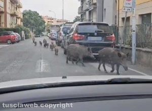 Viterbo - Cinghiali in via Pola