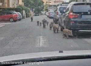 Viterbo - Cinghiali in via Pola