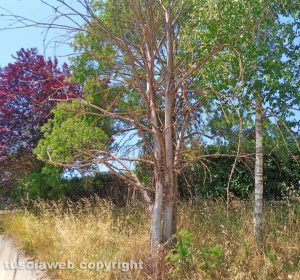 Civita Castellana - Erba incolta e albero pericolante in via Rio Mozzo