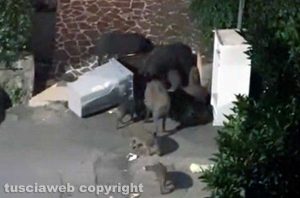 Viterbo - Cinghiali in via Galileo Galilei