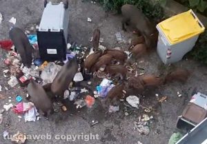 Viterbo - I cinghiali al Murialdo