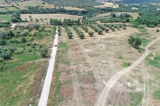 Monte Romano - L'espianto degli alberi di ulivo per la Trasversale
