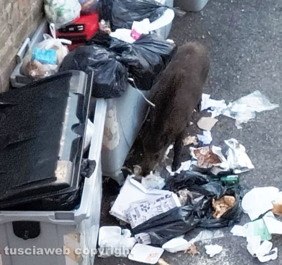 Viterbo - Un cinghiale tra i rifiuti in via Asiago